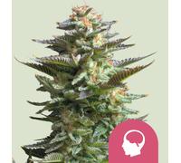 Royal Queen Seeds Graines De Amnesia Haze Féminisées 5 Pièces