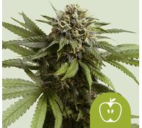 Royal Queen Seeds Graines De Apple Fritter Auto 3 Paires.
