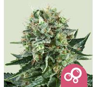 Royal Queen Seeds Graines De Bubble Féminisées 5 Pièces