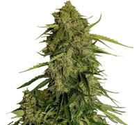 Royal Queen Seeds Graines De Cannabis Atlas F1 Auto 3 Paires.