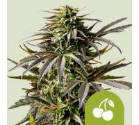 Royal Queen Seeds Graines De Cannabis Cherry Pie Auto 1 Pcs