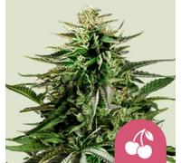 Royal Queen Seeds Graines De Cannabis Cherry Pie Féminisées 1 Pcs