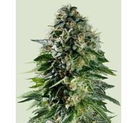Royal Queen Seeds Graines De Cannabis Corkscrew Auto 5 Pièces