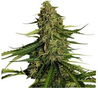 Royal Queen Seeds Graines De Cannabis Gaia F1 Auto 1 Pcs