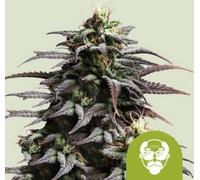 Royal Queen Seeds Graines De Cannabis Grandaddy Purple Auto 1 Pcs