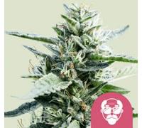 Royal Queen Seeds Graines De Cannabis Grandaddy Purple Féminisées 3 Paires.