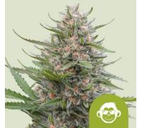 Royal Queen Seeds Graines De Cannabis Grape Ape Auto 1 Pcs