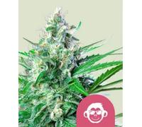 Royal Queen Seeds Graines De Cannabis Grape Ape Féminisées 1 Pcs