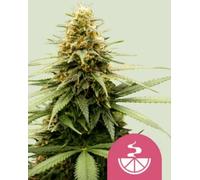 Royal Queen Seeds Graines De Cannabis Lemon Skunk Féminisées 1 Pcs