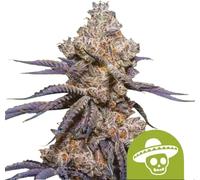 Royal Queen Seeds Graines De Cannabis Mexican Rush Auto 5 Pièces