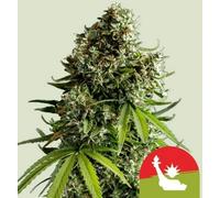 Royal Queen Seeds Graines De Cannabis Nyc Sour D Auto 5 Pièces