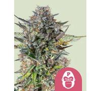 Royal Queen Seeds Graines De Cannabis Pink Gorilla Féminisées 3 Paires.