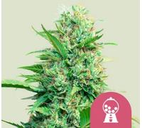 Royal Queen Seeds Graines De Cannabis Pink Runtz Féminisées 3 Paires.