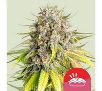 Royal Queen Seeds Graines De Cannabis Punch Pie Féminisées 3 Paires.