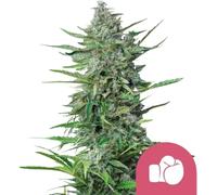 Royal Queen Seeds Graines De Cannabis Purple Punch Féminisées 3 Paires.