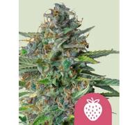 Royal Queen Seeds Graines De Cannabis Strawberry Cough Féminisées 3 Paires.