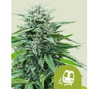 Royal Queen Seeds Graines De Cannabis Trainwreck Auto 1 Pcs