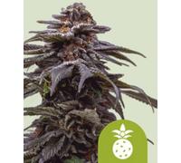 Royal Queen Seeds Graines De Cannabis Tropicana Cookies Purple Auto 1 Pcs