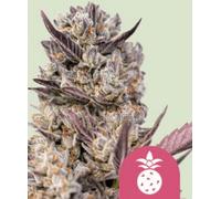 Royal Queen Seeds Graines De Cannabis Tropicana Cookies Purple Féminisées 1 Pcs