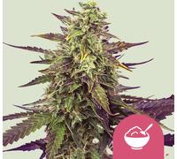 Royal Queen Seeds Graines De Cereal Milk Féminisées 3 Paires.
