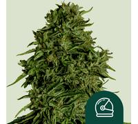 Royal Queen Seeds Graines De Cosmos F1 Auto 1 Pcs