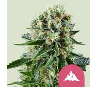 Royal Queen Seeds Graines De Critical Féminisées 5 Pièces