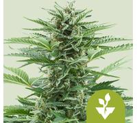 Royal Queen Seeds Graines De Easy Bud Auto 1 Pcs