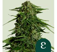 Royal Queen Seeds Graines De Epsilon F1 Auto 1 Pcs