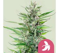 Royal Queen Seeds Graines De Fat Banana Féminisées 1 Pcs