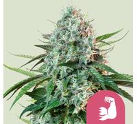 Royal Queen Seeds Graines De Féminisées Hulkberry 3 Paires.