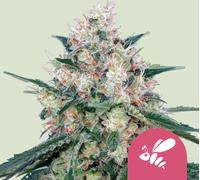 Royal Queen Seeds Graines De Honey Cream - Fast Féminisée 5 Pièces