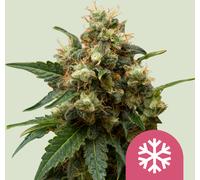 Royal Queen Seeds Graines De Ice Féminisées 3 Paires.