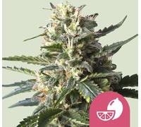 Royal Queen Seeds Graines De Lemon Shining Silver Haze Féminisées 5 Pièces