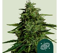 Royal Queen Seeds Graines De Milky Way F1 Auto 3 Paires.