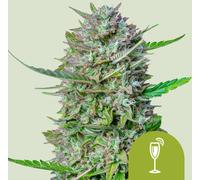 Royal Queen Seeds Graines De Mimosa Auto 3 Paires.