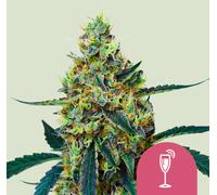 Royal Queen Seeds Graines De Mimosa Féminisées 1 Pcs