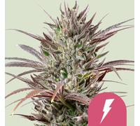Royal Queen Seeds Graines De North Thunderfuck Féminisées 1 Pcs