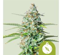 Royal Queen Seeds Graines De Northern Light Auto 5 Pièces