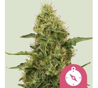 Royal Queen Seeds Graines De Northern Light Féminisées 5 Pièces