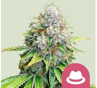 Royal Queen Seeds Graines De O.G. Féminisées 5 Pièces