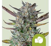 Royal Queen Seeds Graines De Purple Punch Auto 1 Pcs
