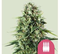 Royal Queen Seeds Graines De Royal Ak Féminisées 3 Paires.