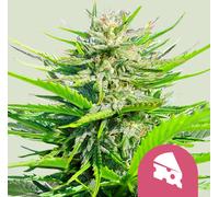 Royal Queen Seeds Graines De Royal Cheese - Fast Féminisées 3 Paires.