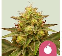 Royal Queen Seeds Graines De Royal Domina Féminisées 5 Pièces