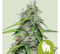 Royal Queen Seeds Graines De Royal Gorilla Auto 5 Pièces