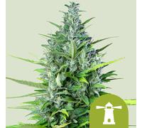Royal Queen Seeds Graines De Royal Haze Auto 3 Paires.