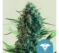 Royal Queen Seeds Graines De Royal Medic Féminisées (Riche En ) 3 Paires.