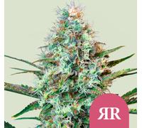 Royal Queen Seeds Graines De Royal Runtz Féminisées 3 Paires.