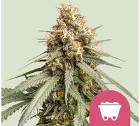 Royal Queen Seeds Graines De Shining Silver Haze Féminisées 3 Paires.