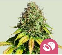 Royal Queen Seeds Graines De Somango Xl Féminisées 3 Paires.